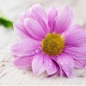 Meet your Posher, Komal